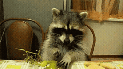 A Raccoon Is Sitting At A Table Eating A Grape GIF