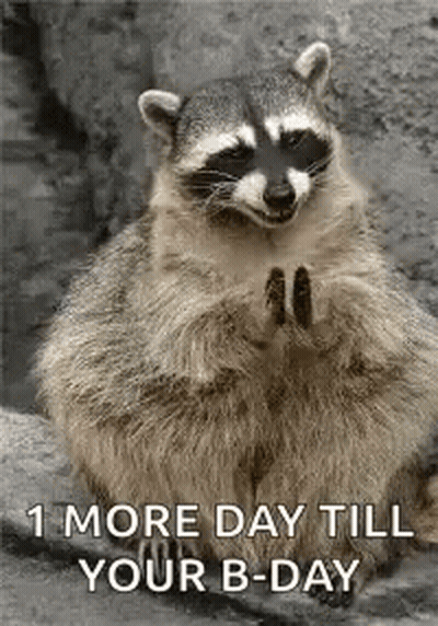 A Raccoon Is Sitting On A Rock With Its Paws Folded And A Birthday Card . GIF