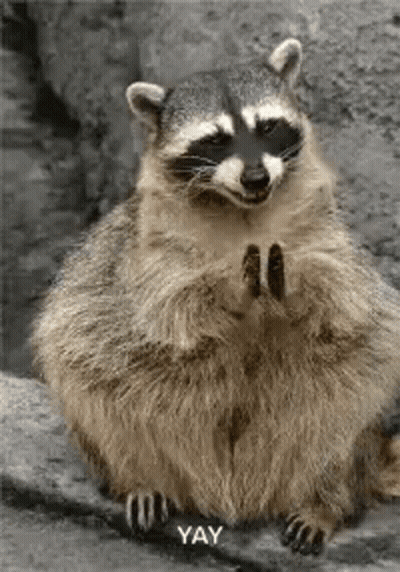 A Raccoon Is Sitting On A Rock With Its Paws Up And A Star In Its Eye . GIF