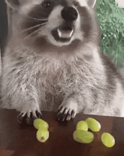 A Raccoon Is Sitting On A Table Next To Grapes . GIF