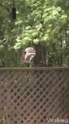 A Raccoon Is Sitting On A Wooden Fence In The Woods . GIF