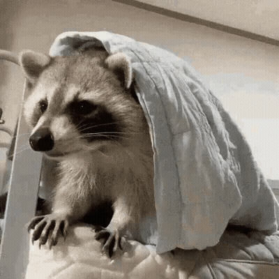 A Raccoon Is Sitting On Top Of A Bed Under A Blanket . GIF
