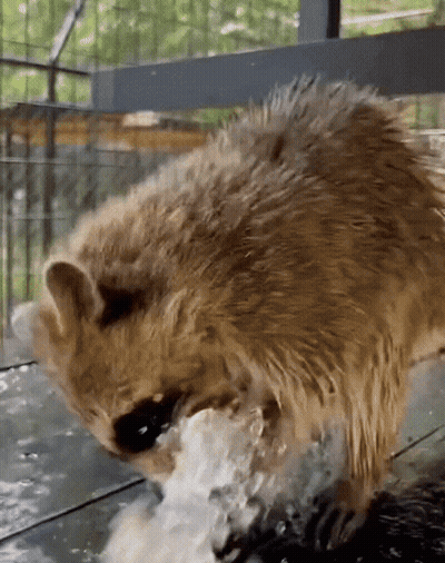 A Raccoon Is Standing In A Pool Of Water Looking At Something GIF
