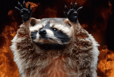 A Raccoon Is Standing In Front Of A Fire With Its Arms In The Air . GIF