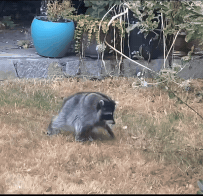 A Raccoon Is Standing In The Grass Near A Blue Pot GIF