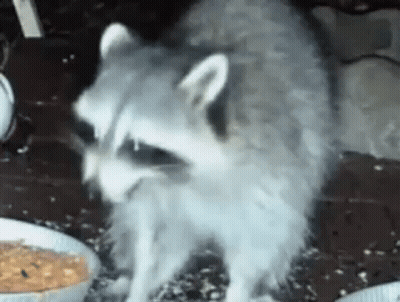 A Raccoon Is Standing Next To A Bowl Of Food On A Table . GIF
