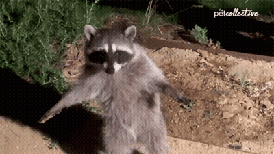 A Raccoon Is Standing On Its Hind Legs In Front Of A Sign That Says Petcollective GIF