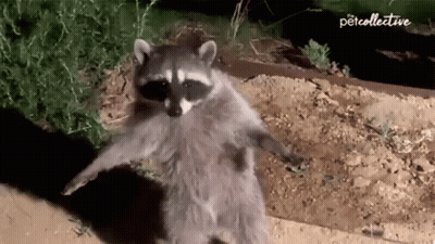 A Raccoon Is Standing On Its Hind Legs On A Dirt Path . GIF