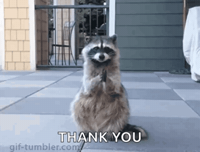 A Raccoon Is Standing On Its Hind Legs On A Sidewalk And Saying `` Thank You '' . GIF