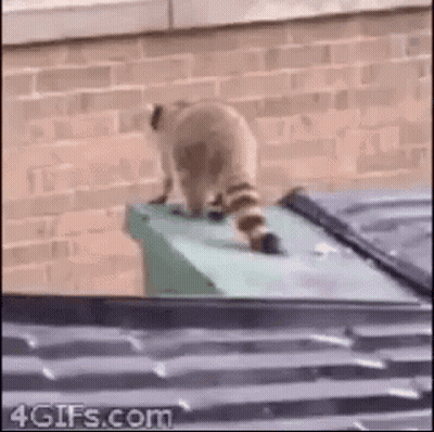 A Raccoon Is Standing On Top Of A Trash Can In Front Of A Brick Building . GIF
