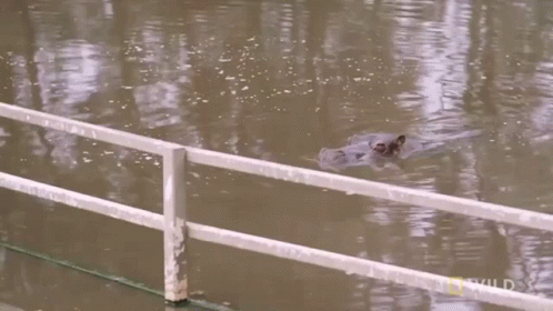 A Raccoon Is Swimming In A Body Of Water Near A Railing GIF