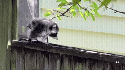A Raccoon Is Walking Across A Wooden Fence Next To A Window . GIF