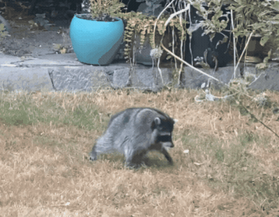 A Raccoon Is Walking In The Grass Near A Blue Pot GIF