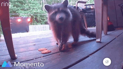 A Raccoon Is Walking On A Wooden Deck With The Words Momento On The Bottom Right GIF