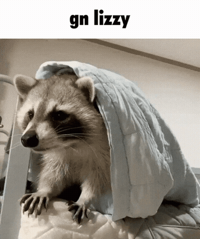 A Raccoon Is Wrapped In A Blue Blanket With The Words Gn Lizzy Below It GIF