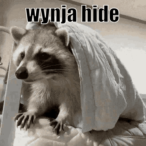 A Raccoon Is Wrapped In A White Blanket With The Words Wynja Hide Written On It GIF