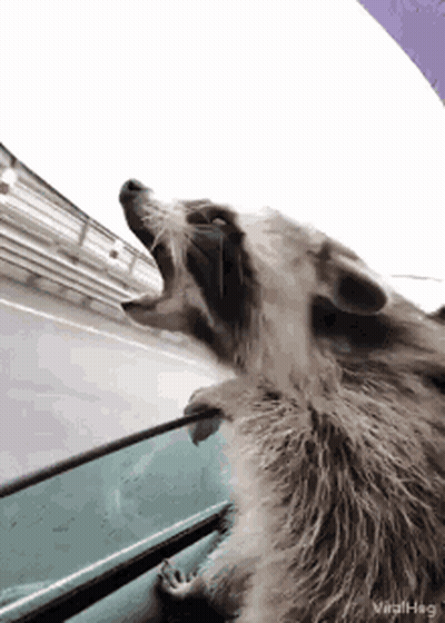 A Raccoon Is Yawning While Looking Out A Car Window . GIF
