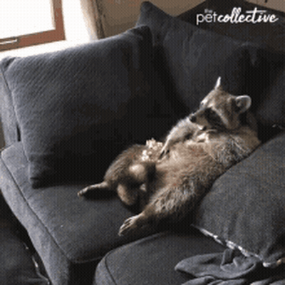 A Raccoon Laying On A Couch With The Word Pet Collective Written On The Bottom GIF
