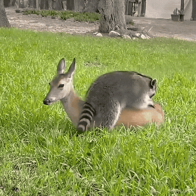 A Raccoon Laying On Top Of A Deer In A Grassy Field GIF