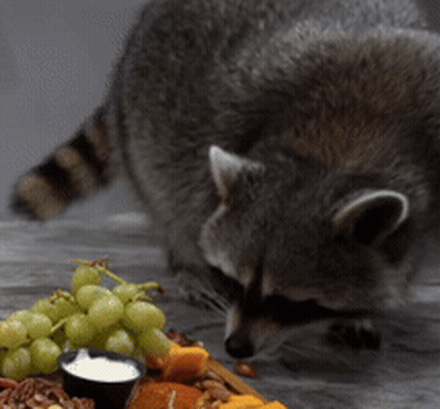 A Raccoon Looking At A Bowl Of Yogurt And Grapes On A Table GIF