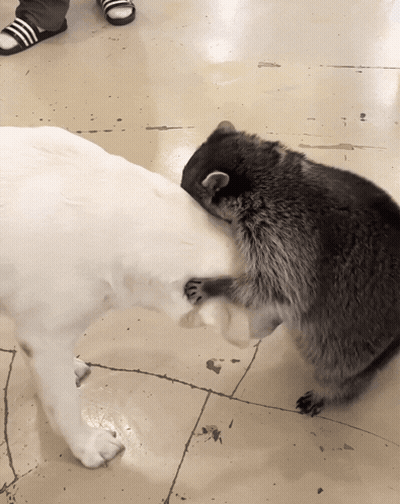 A Raccoon Playing With A White Dog On A Tile Floor GIF
