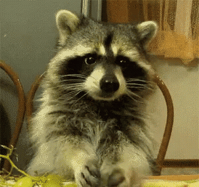 A Raccoon Sits At A Table With Its Paws On The Table GIF