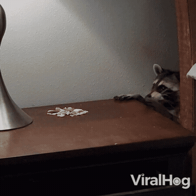 A Raccoon Sits On A Nightstand Next To A Lamp And The Word Viralhog GIF