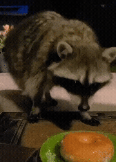 A Raccoon Standing Next To A Donut On A Plate GIF