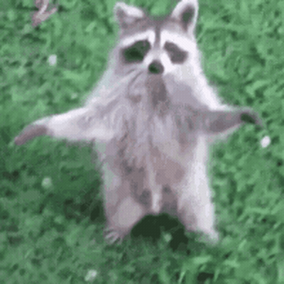 A Raccoon Standing On Its Hind Legs In The Grass With Its Arms Outstretched . GIF