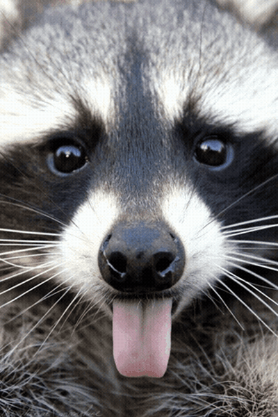 A Raccoon Sticking Its Pink Tongue Out GIF