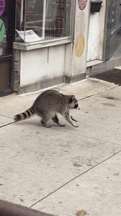 A Raccoon Walking Down A Sidewalk In Front Of A Dunkin Donuts GIF