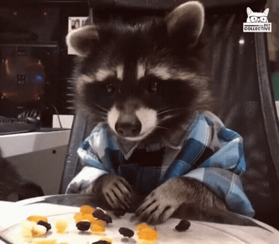 A Raccoon Wearing A Plaid Shirt Is Eating Fruit GIF