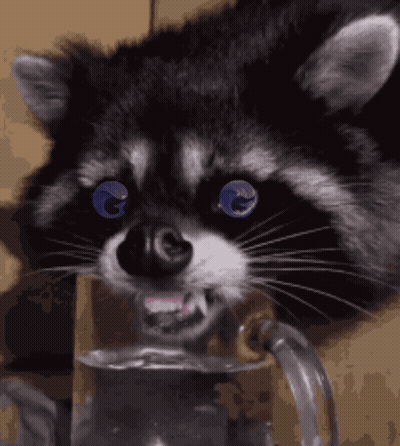 A Raccoon With Blue Eyes Is Drinking From A Glass Mug GIF