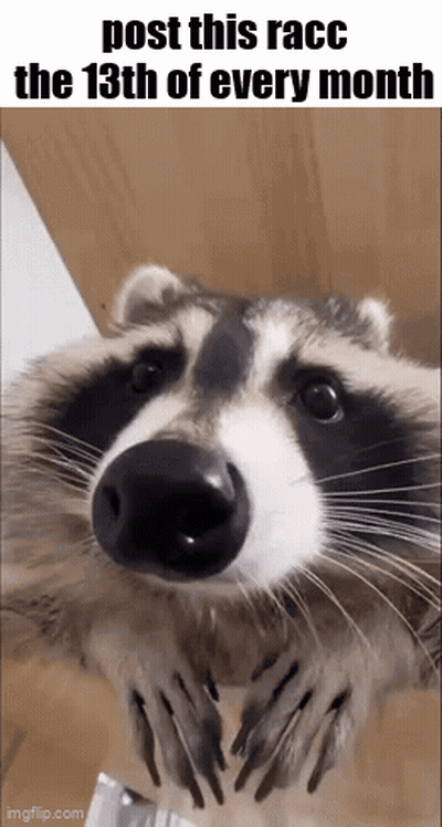 A Raccoon With The Words Post This Racco The 13Th Of Every Month Written Above It GIF