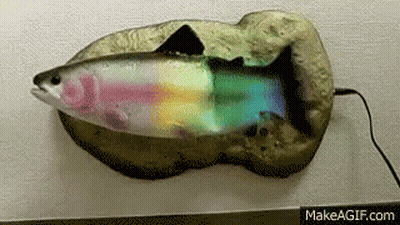 A Rainbow Colored Fish On A Rock With Makeagif.com Written On The Bottom Right GIF