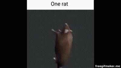 A Rat Is Crawling On A Black Surface In A Gif . GIF