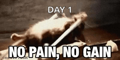 A Rat Is Laying On A Table With The Words `` No Pain , No Gain '' Written On It . GIF