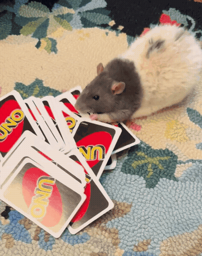 A Rat Is Playing A Game Of Uno With A Pile Of Cards GIF