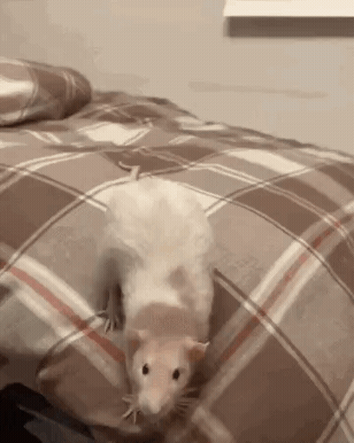 A Rat Is Standing On A Bed With A Plaid Blanket . GIF