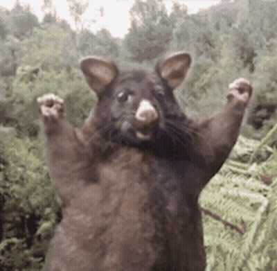 A Rat Is Standing On Its Hind Legs With Its Arms Outstretched In The Air . GIF