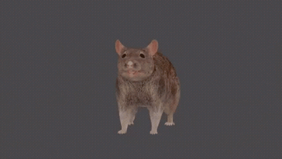 A Rat Is Walking On A Grey Background With Its Mouth Open GIF