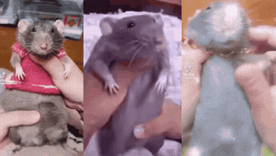 A Rat Wearing A Pink Sweater Is Being Held In A Person 'S Hand . GIF