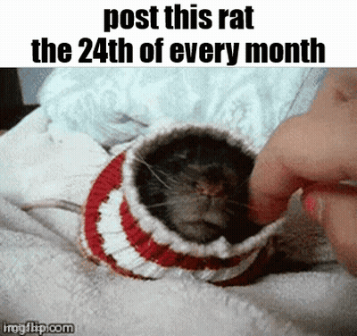 A Rat Wearing A Red And White Striped Sweater Is Being Petted By A Person GIF
