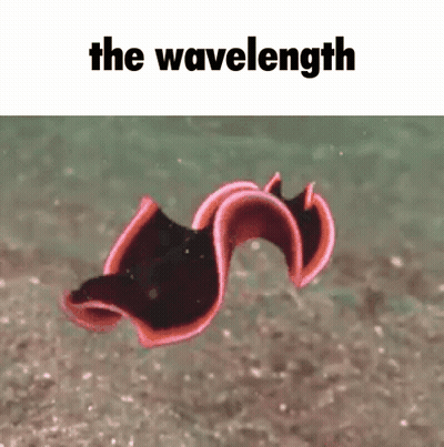 A Red And Black Worm Is Swimming In The Water With The Words The Wavelength Above It GIF