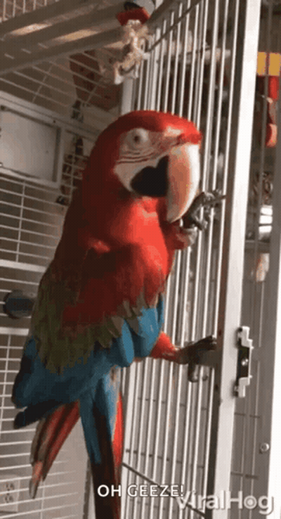 A Red And Blue Parrot In A Cage That Says Oh Geeze Viralhog GIF
