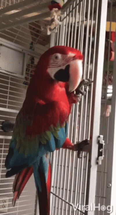 A Red And Blue Parrot In A Cage With Viralhog Written On The Bottom Right GIF