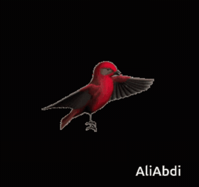 A Red And Brown Bird Is Flying On A Black Background With The Name Aliabdi At The Bottom GIF
