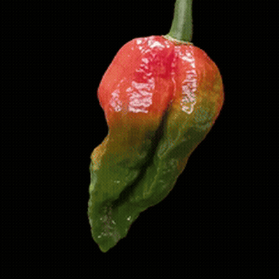 A Red And Green Pepper With A Green Stem On A Black Background GIF