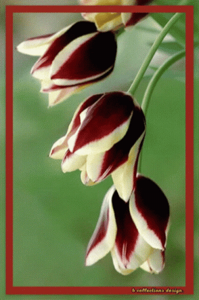 A Red And White Flower With The Words B Collections Design Written On The Bottom GIF