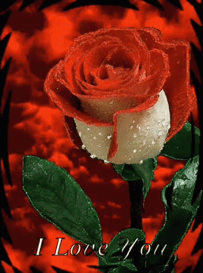 A Red And White Rose On A Red Background With The Words I Love You GIF